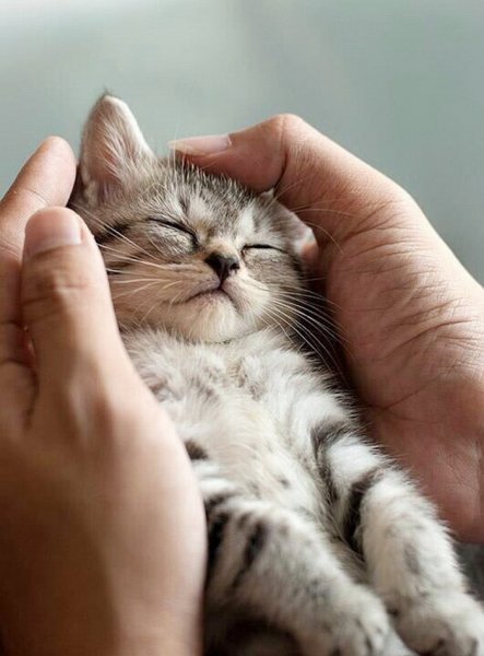 Гладить котенка