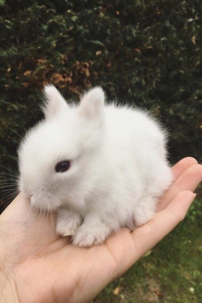 Милота кролик
