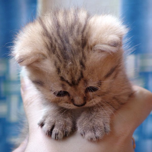 Котёнок маленький пушистый комочек