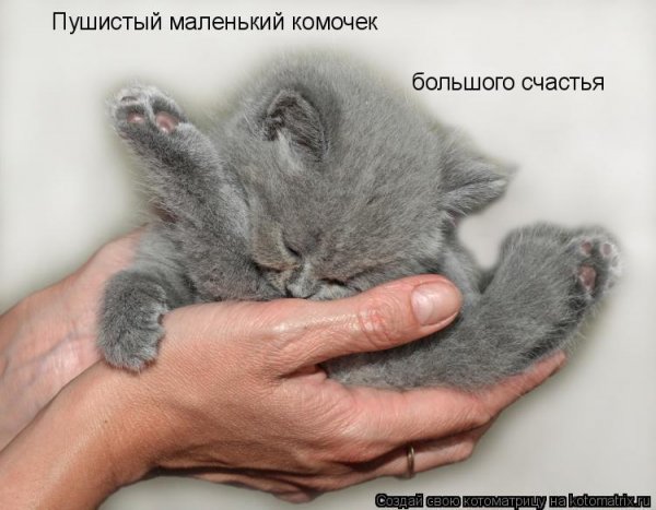 Пушистый комочек счастья