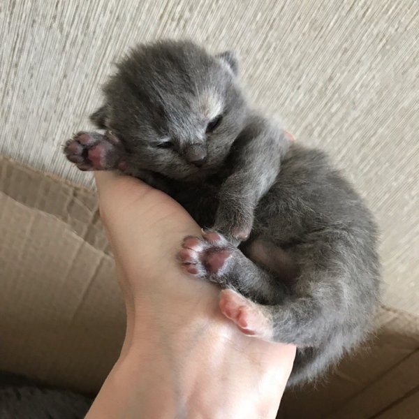 Маленький комочек счастья