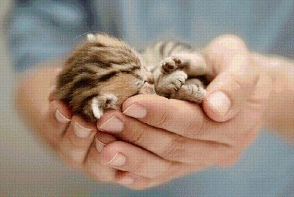Котенок на ладошке