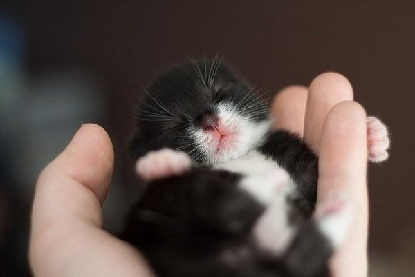 Котенок комочек