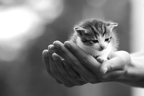 Котенок на ладошке