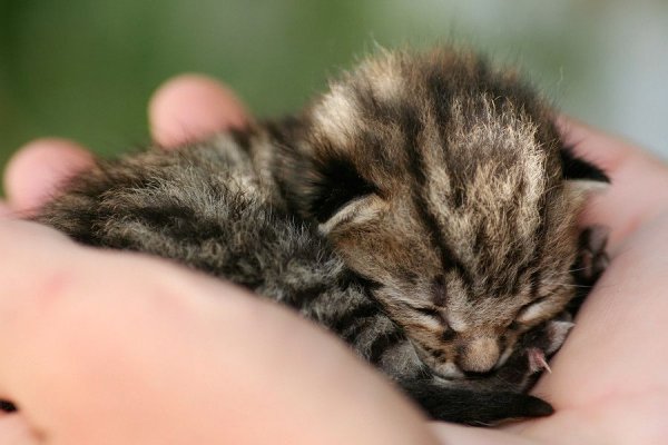 Спящий котенок в ладонях