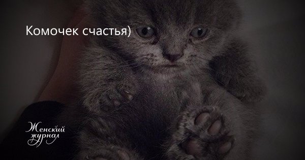 Комочек счастья