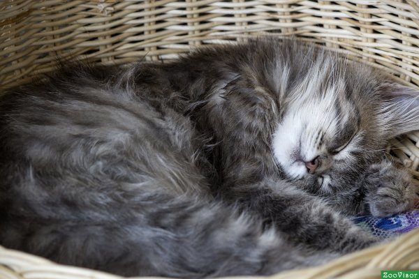 Спящий кот комочком