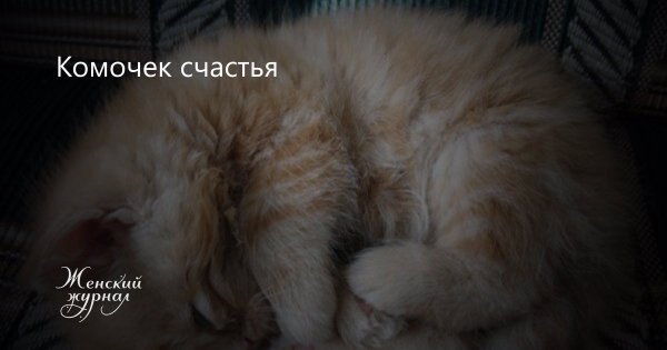 Комочек счастья фото