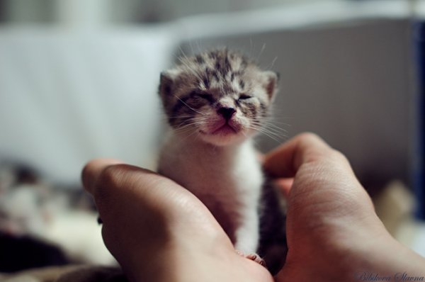 Комочек счастья котенок