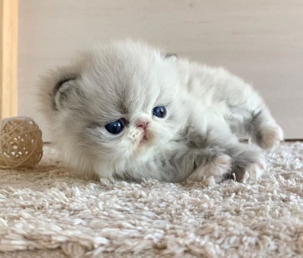Пушистый комочек котик