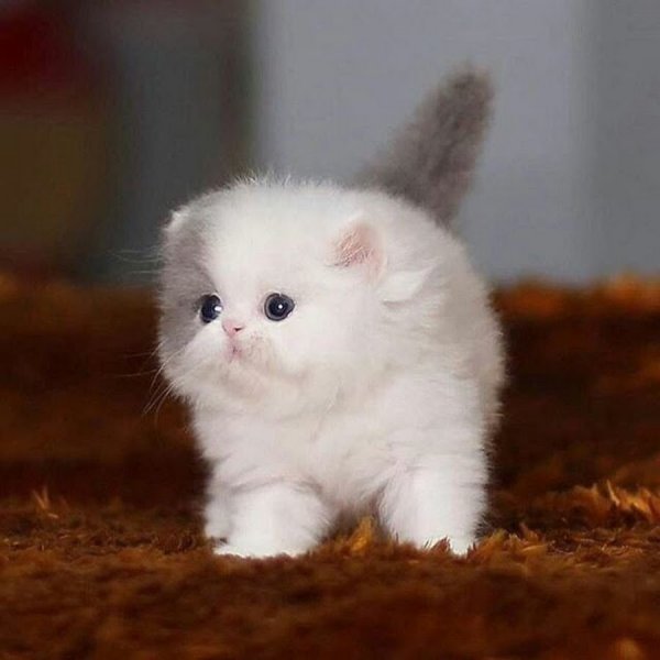 Котенок комочек