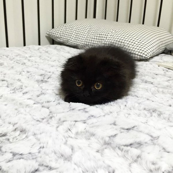 Милые котята Шотландские вислоухие черные
