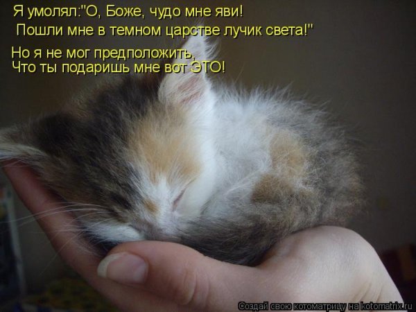 Стих про спящего кота