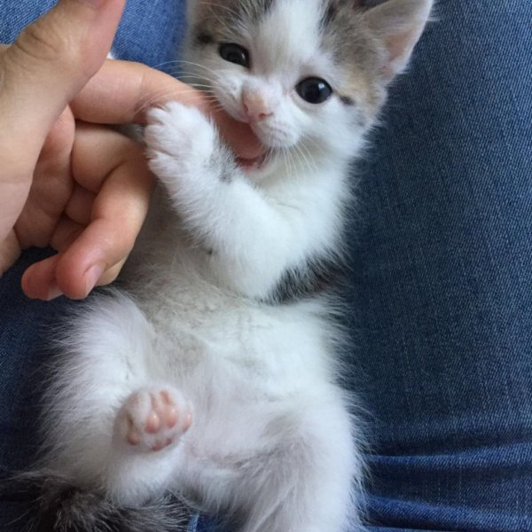 Котёнок маленький пушистый комочек