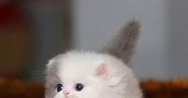 Комочек тьмы