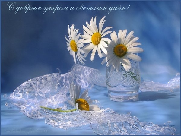 Утро ромашки