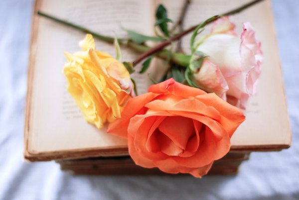 Цветок лежит на книге