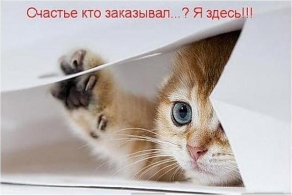Открытки с котятами прикольные с надписями