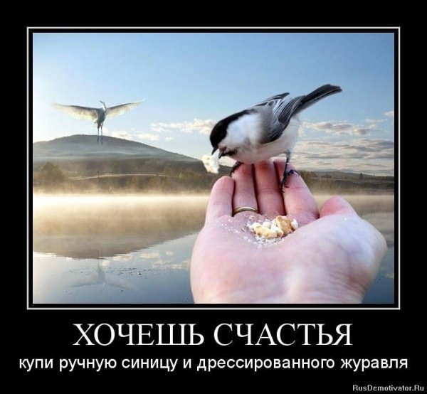 Синица в руках или журавль в небе