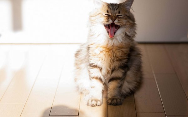 Счастливая кошка
