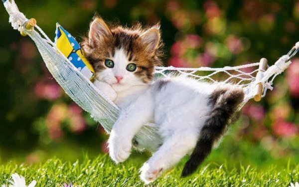 Котик в гамаке