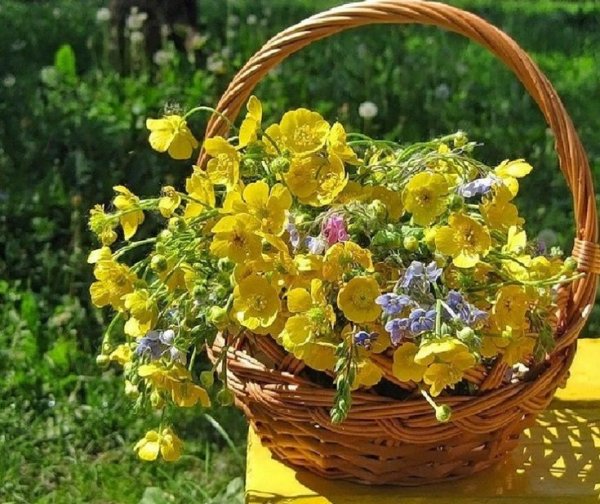 Полевые цветы в корзинке