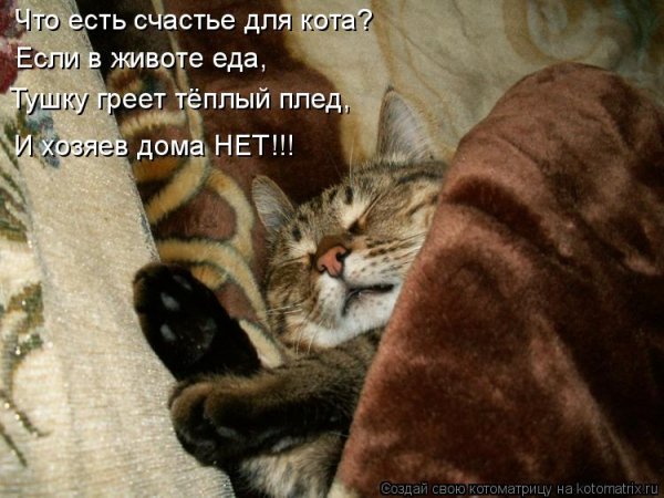 Спящий котик с надписью