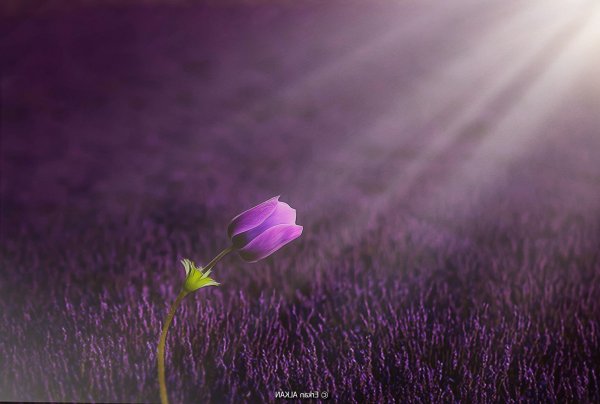 Сиреневые цветы природа