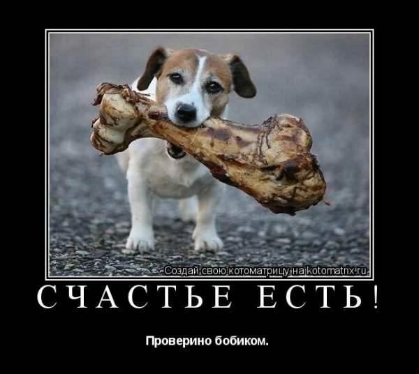 День собачьего счастья