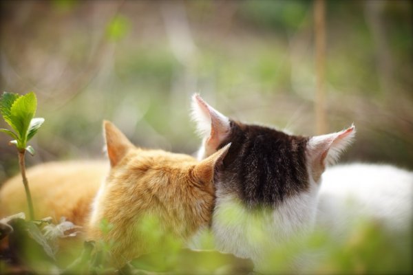 Кошачье счастье природа