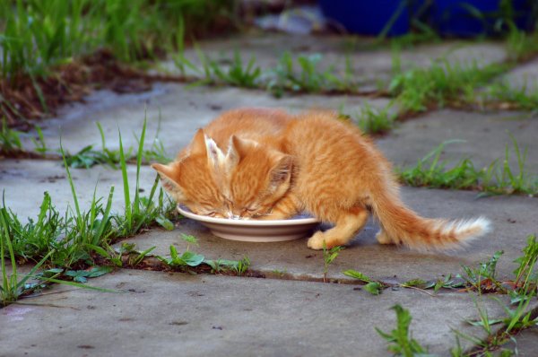 Кошачье счастье