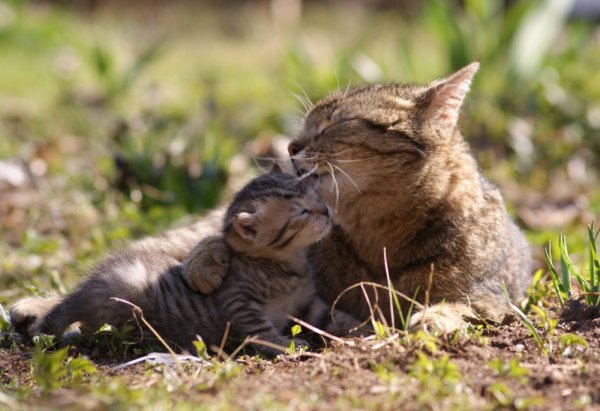 Кошка счастья
