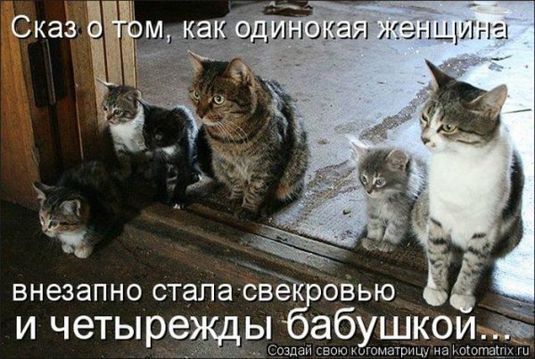 Анатолий Ярышкин коты