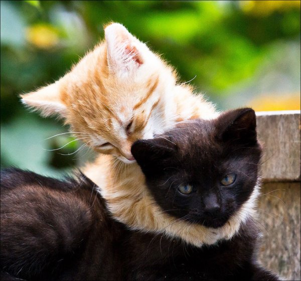 Котенок обнимает