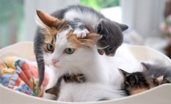 Мама кошка и котенок
