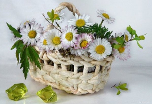 Ромашки в корзине
