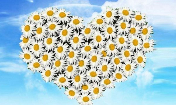 Сердце из ромашек
