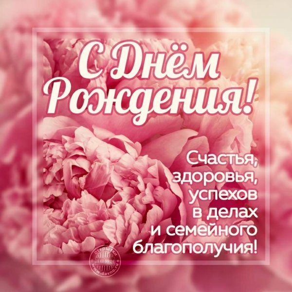 Хризантем подсолнухов