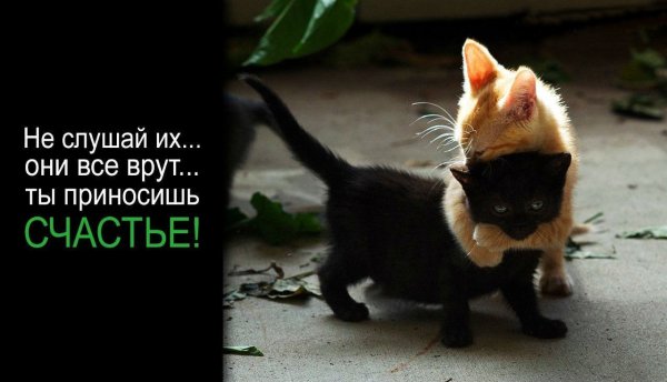 Не верь им ты приносишь счастье