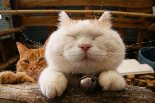 Довольная кошечка