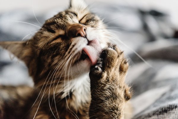 Смешной кот
