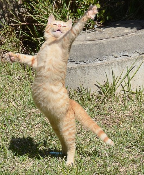 Кот улыбается
