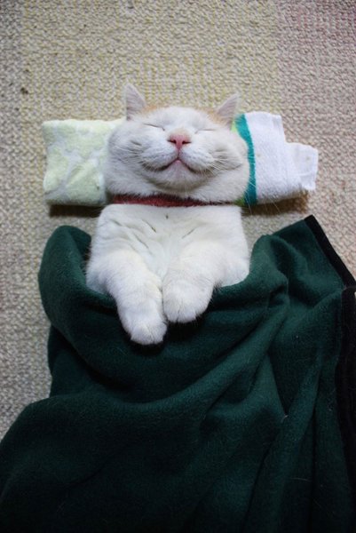 Довольный кот
