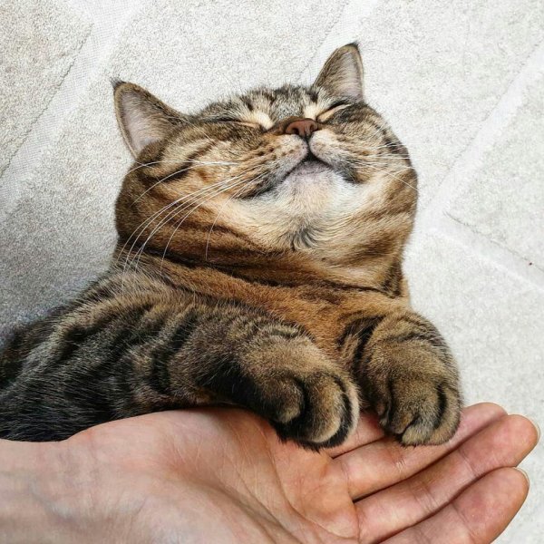Счастливый кот