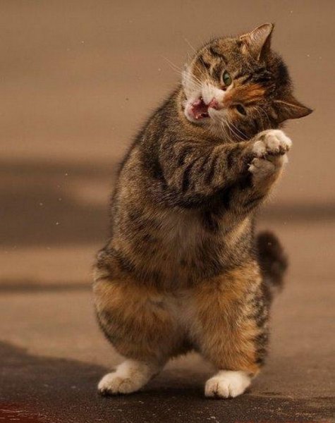 Забавные котята
