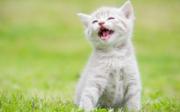 Смешной кот