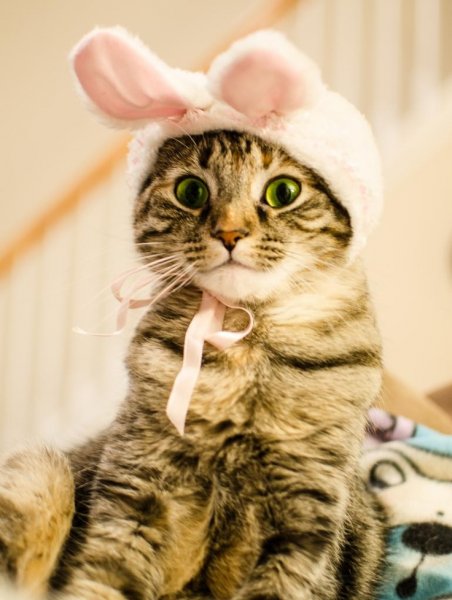 Кошка радуется
