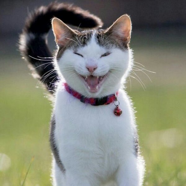 Летающий кот