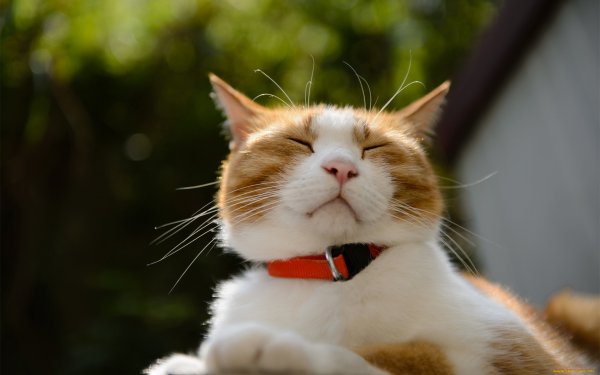Кот смеется