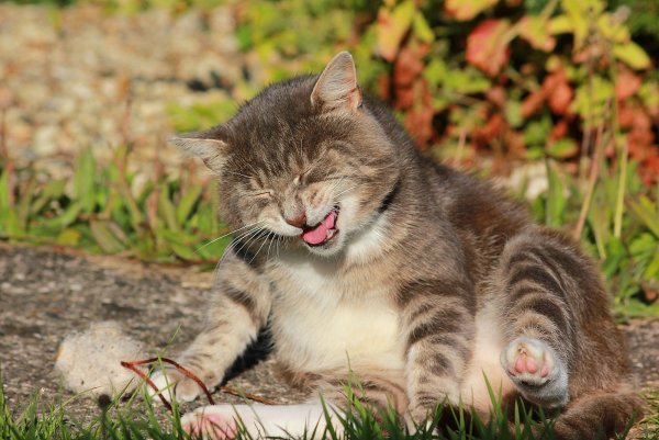 Рыжий котенок радуется
